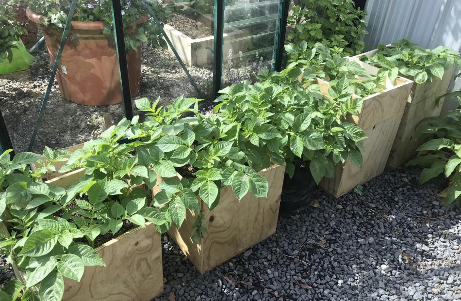‘Cliff’s Kidney’ potatoes are being grown in different-sized containers. PHOTOS: GILLIAN VINE