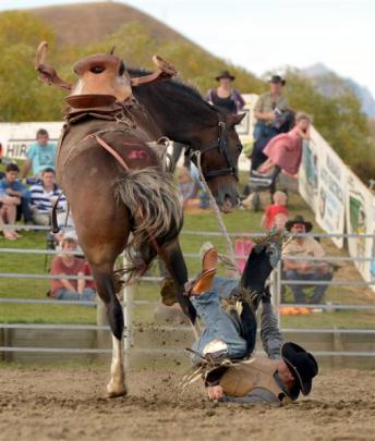 Jared Mee, from Rangiora, takes a fall from a saddle bronc. Photo by Stephen Jaquiery.