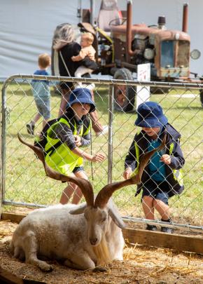 Waipu goat Sage  is used to the appeal his long horns generate. The goat was on display in the...