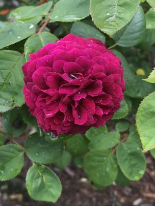 Deep red and purple roses are often found on men’s graves.