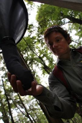 Sandra Barnaba, a Department of Conservation predator control worker, prepares a beech seed...