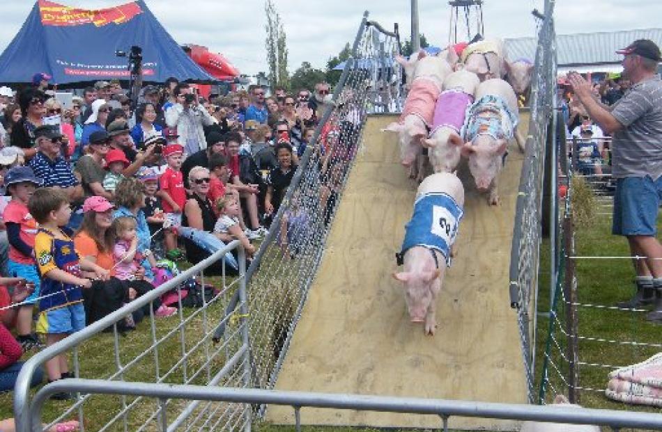 Pigs jostle for position as they come down the ramp when racing at the Mayfield Show. Photos by...