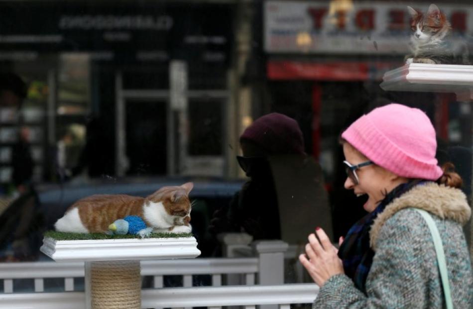 A cat stares out of one of the cafe's windows.
