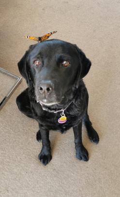 Keep very, very still . . . Lab Roxy, who turned 11 yesterday, says goodbye to the last of the...