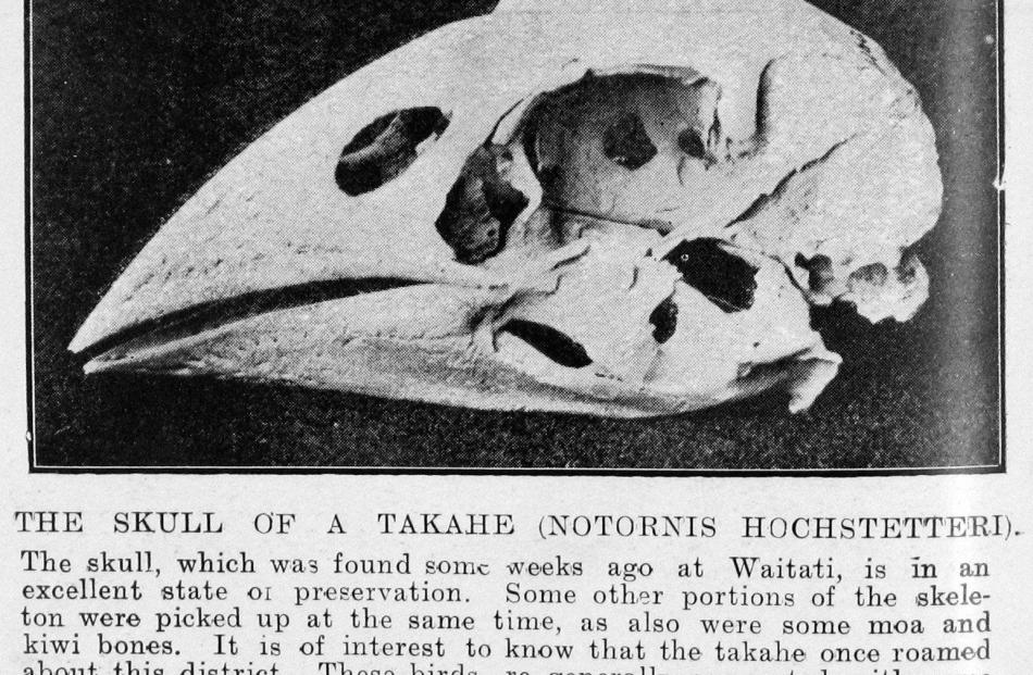 The takahe skull found in Waitati in 1914. It was handed 
...