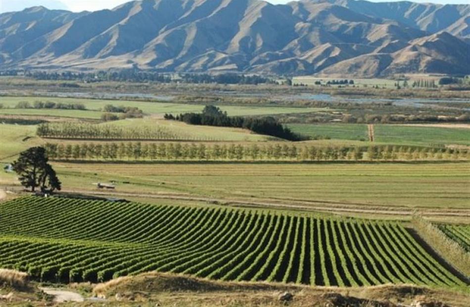 Grapes grow in a cool climate and limestone soil at an Ostler vineyard in Waitaki Valley. Photo...