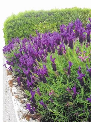Lavender can be used for an informal low hedge. PHOTOS: GILLIAN VINE