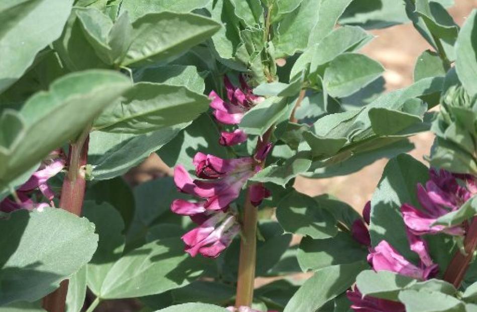 Most broad beans have black-and-white flowers but rare heritage varieties have red.