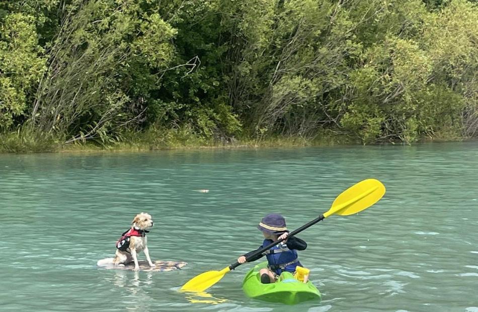 A boy and his dog ... Casey Ellerbroek, 5, tows Max on Lake Ruataniwha, near Twizel, on January 2...