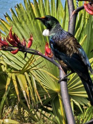 A tui perches on a flax flower stem in Riverton. PHOTO: BERNENE BUTLER