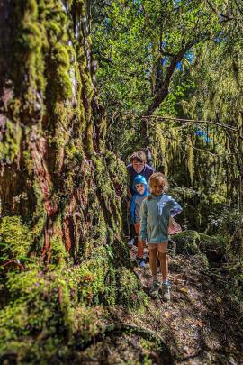 While exploring the New Zealand bush, Jake Brewser, 14, George Findlay, 4, and Margot Findlay, 6,...