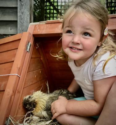 Millie O’Connor, 4, of Maungatua/Outram, checks in on her broody bantam Robyn, during her 4th...