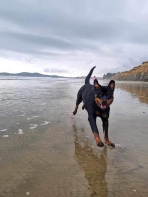 Mazey, 14 months, races along Hampden Beach on Christmas Day. PHOTO: TREVOR CARROLL