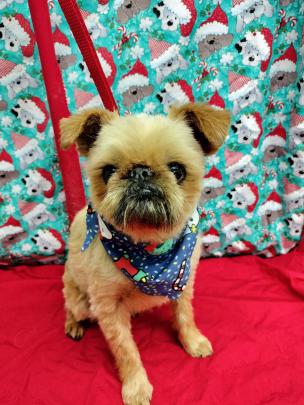 Toby, an 8 year-old griffon, looks very smart after being groomed for Christmas. PHOTO: JILL DOWNING