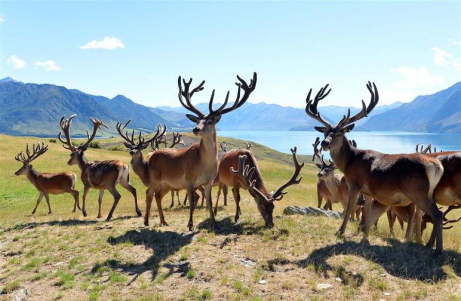 Trophy stags at Glen Dene Station, Lake Hawea.