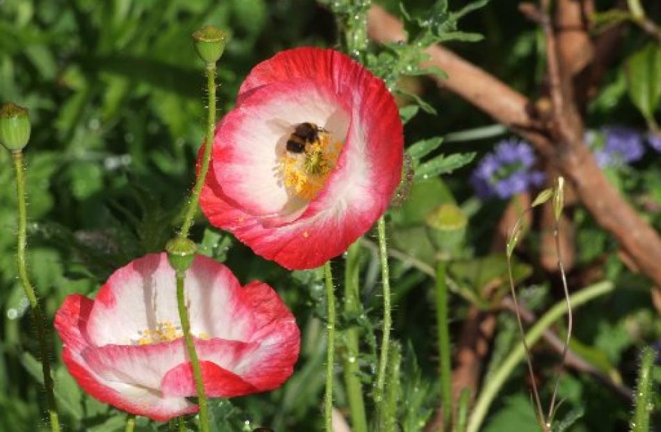A bumble bee gathers pollen from a Shirley poppy.