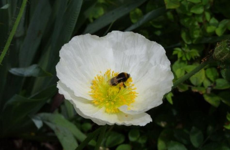 Iceland poppies will start flowering in winter and continue through spring and summer.