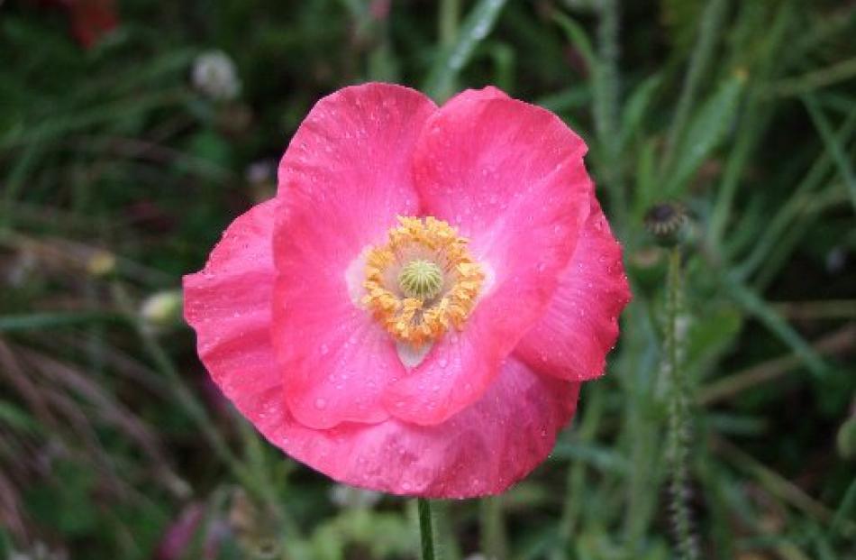 Shirley poppies (Papaver rhoeas) are fast-growing annuals.