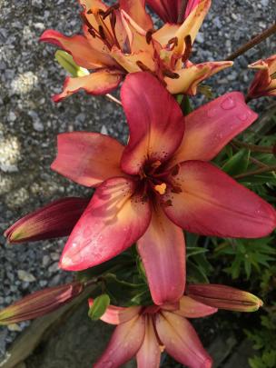 This lily, possibly ‘Royal Sunset’, popped up unexpectedly. PHOTOS: GILLIAN VINE