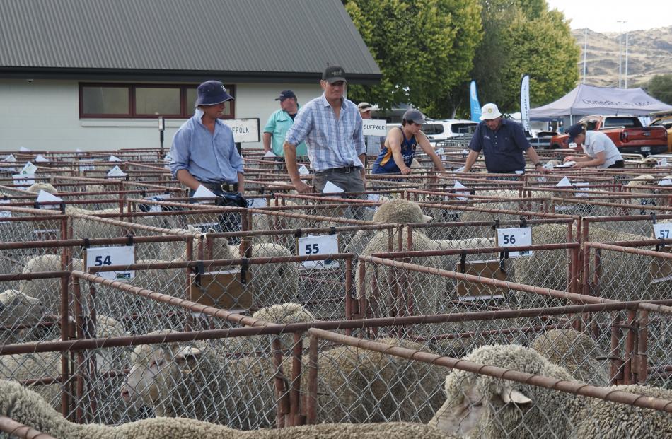 Best of Breed Judging