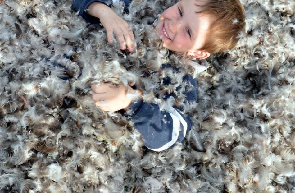 Flynn Whitley (6) plays in the feathers while the ducks are  being plucked yesterday.