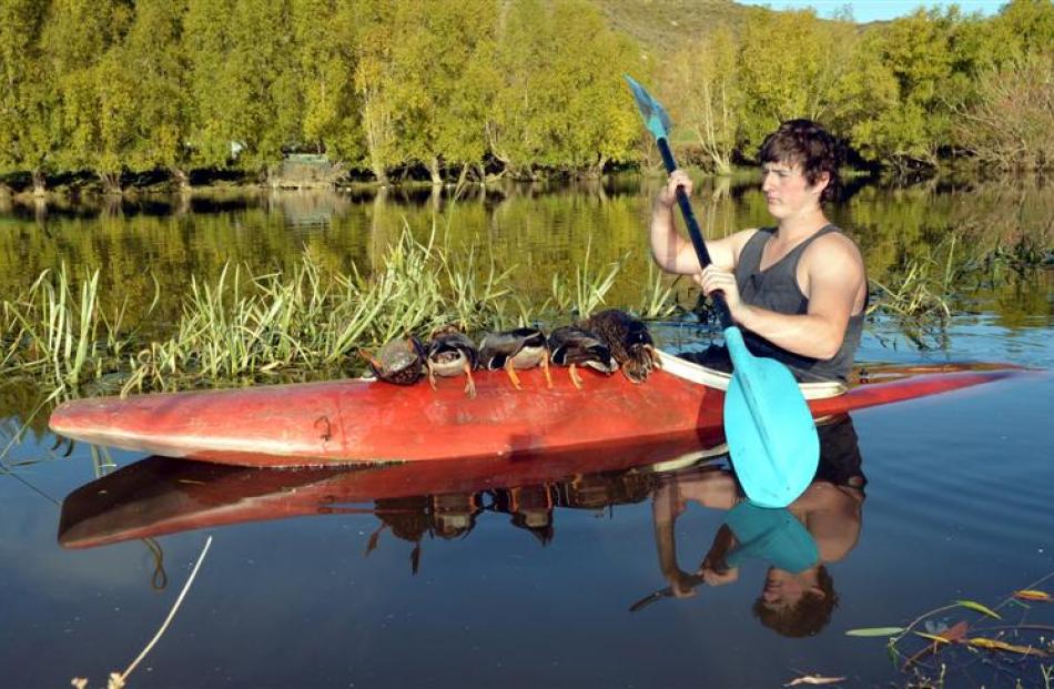 Ryan Adam (17) collects ducks during a break in shooting on the family pond on the Taieri.