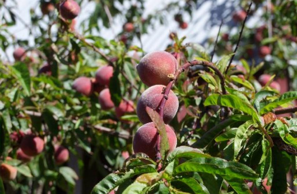 An old peach in a garden on Great Barrier Island. Photo by Gillian Vine.