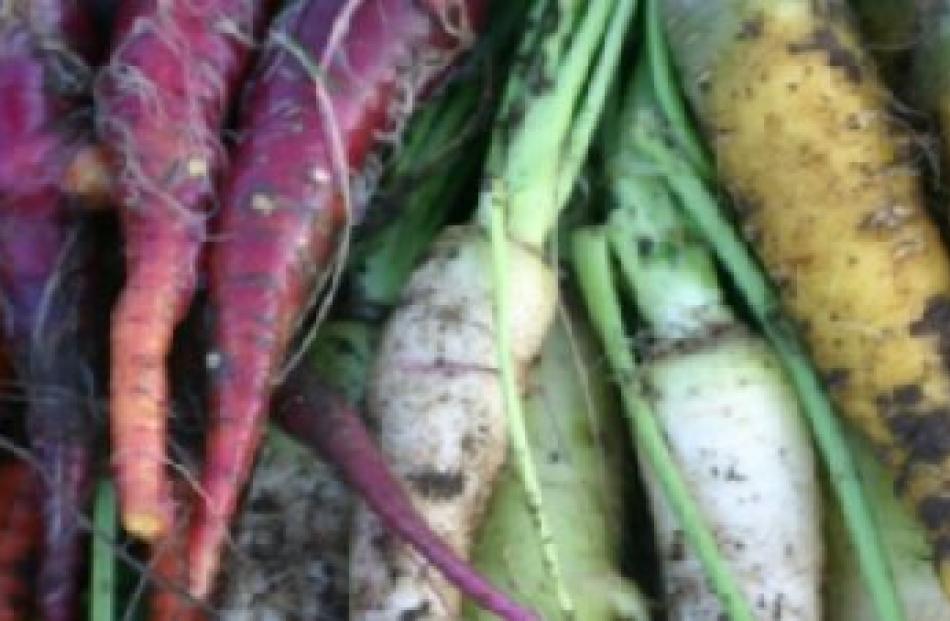 Multicoloured heritage carrots.
