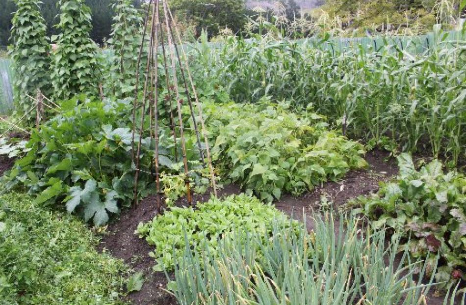 Part of the Koanga Institute's garden at Wairoa, Hawkes Bay.