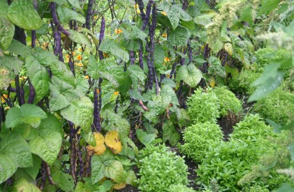 Purple-podded beans and clumps of mini Greek basil in the Koanga Institute garden. Photos supplied.