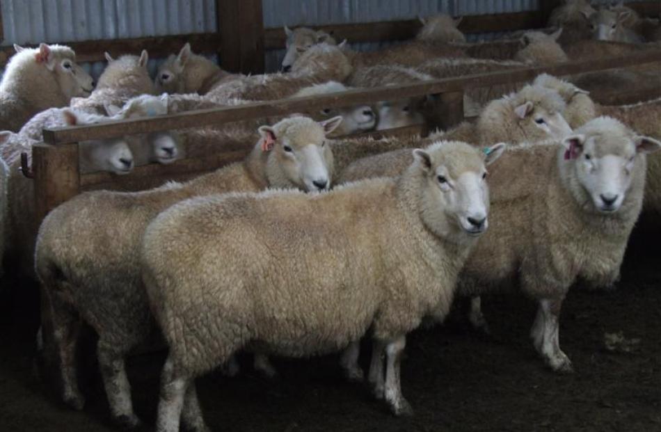 Perendale 2-tooth ewes on display at the Mitchell family's Clinton farm.