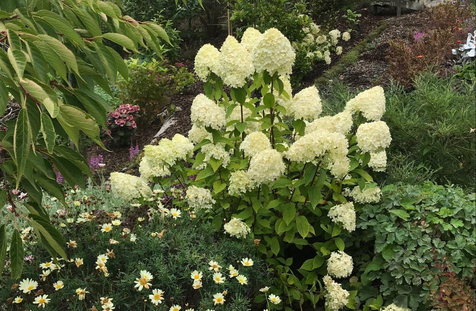 "Limelight" shows the typical conical shape of Hydrangea paniculata.