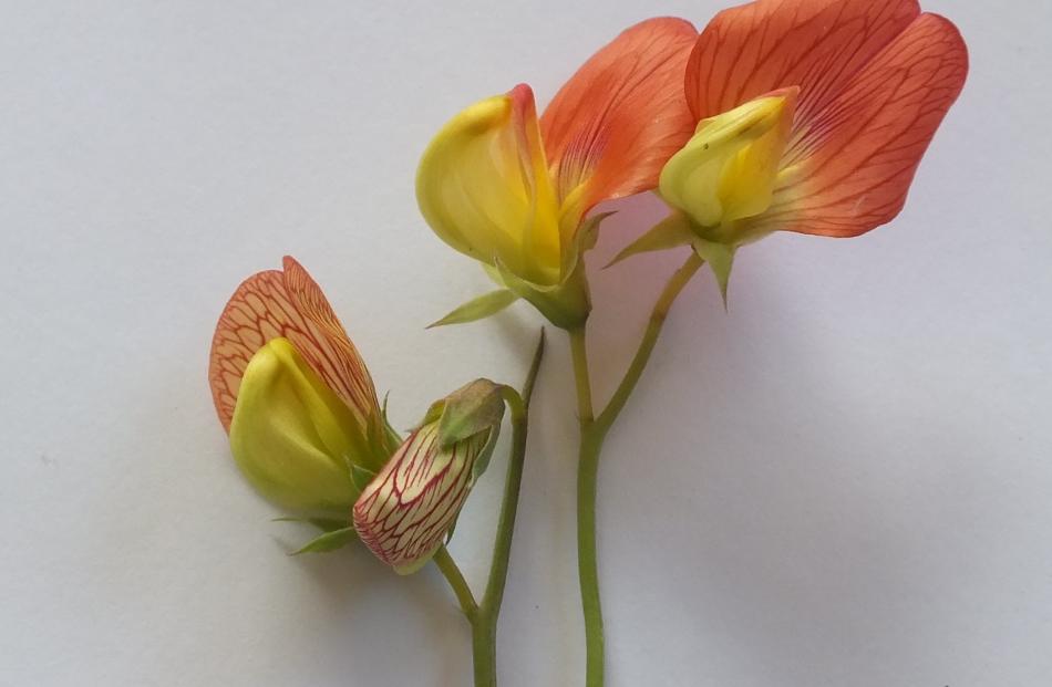 Dr Keith Hammett is using Lathyrus belinensis in his quest for a yellow sweet pea. PHOTOS:...