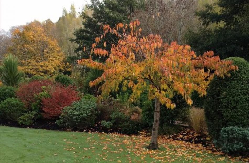 The Otago Community Hospice garden has been planned for colour year-round. Photos by Gillian Vine.