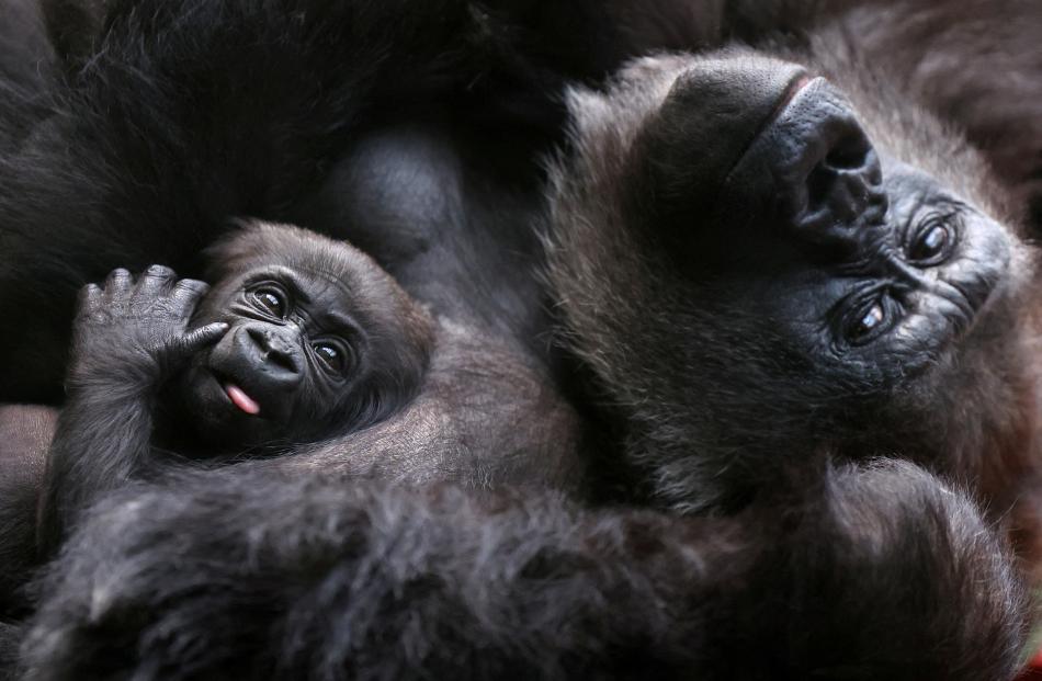 A critically endangered western lowland gorilla holds its baby, one of two born this year at...