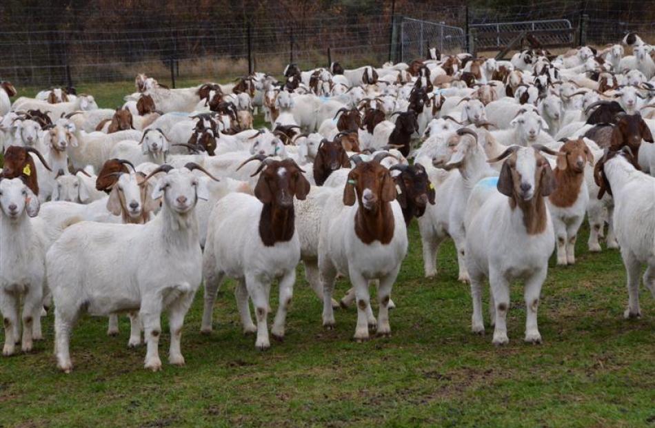 Boer goats on display at Dave Aitken's Boer goat farm at Gibbston. Photo by Jeremy Blandford.