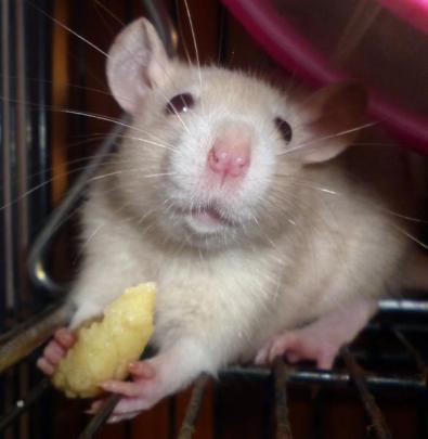 Kaia photographs her pet rat eating lunch.