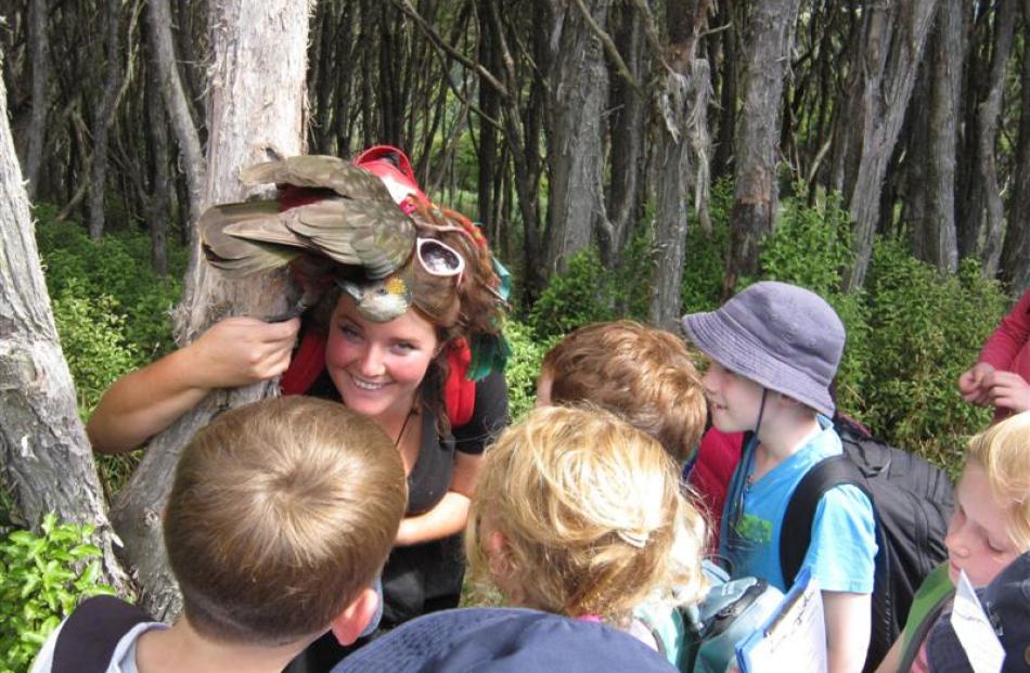 Mr Roto, the friendly kaka greets Tahu Mackenzie.  Photo by Laslo Peter.