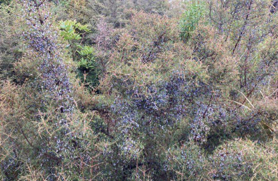 Coprosma rugosa bushes planted in the upper sanctuary are laden with berries.