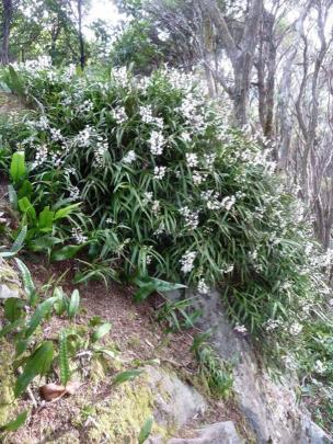 The large rock clothed in Easter orchid (Earina autumnalis) is a favourite with Orokonui visitors...