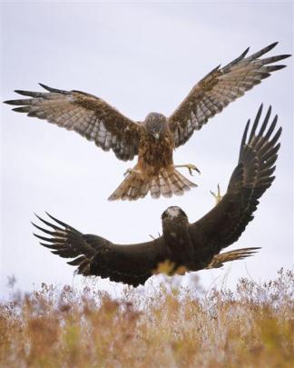 Examples of Simon Larkin's hawk photos.