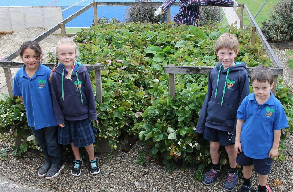 Gathered at the strawberry patch are Eluned Awanui, 6, Ruby Miller 6, Nate Corbett 7, and Hamish...