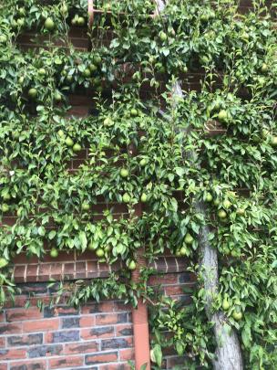 This Buerre Bosc pear is espaliered on a sunny wall of the house. 
