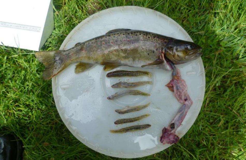 Six endangered Central Otago roundhead galaxias eaten by a trout. Photos by DOC.