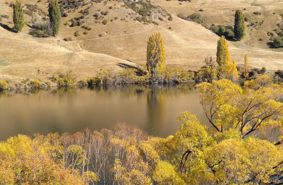Golden brown, textured by sun, Lake Johnson near Queenstown shows its autumn colours. PHOTO:...