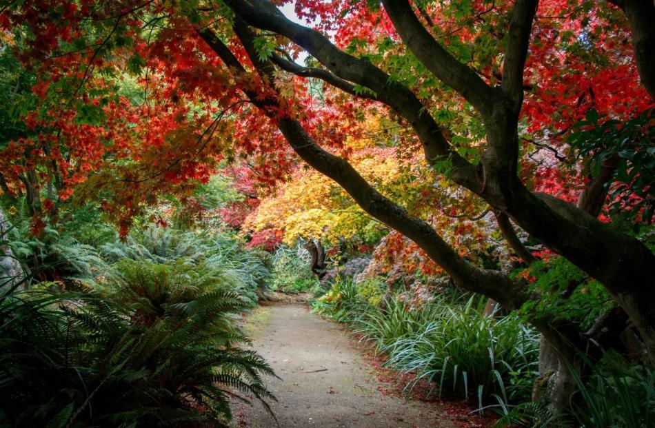 Red and gold autumn leaves drift down the pathway in the Dunedin Botanic Garden. PHOTO: KATE BURTON