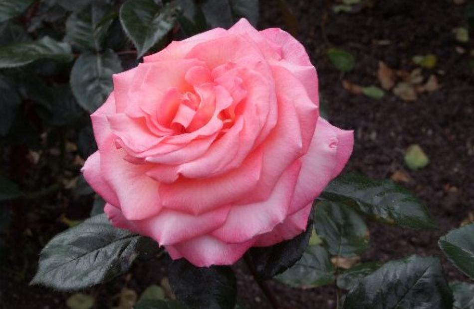 Paddy Stephens is rated New Zealand's top hybrid tea rose.