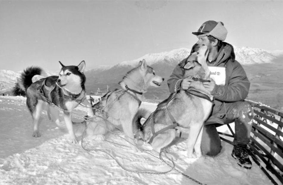 1992:  Claus Caderas  with his  Siberian huskies on Coronet Peak skifield. Photo by Barry Harcourt.