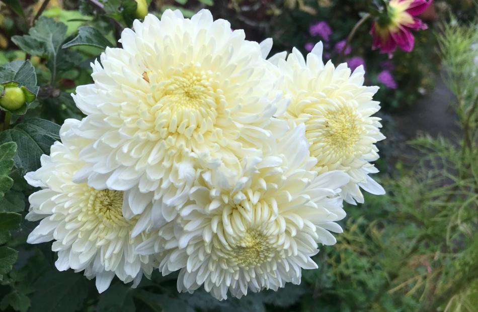 A pretty but cramped chrysanthemum in the writer’s garden.