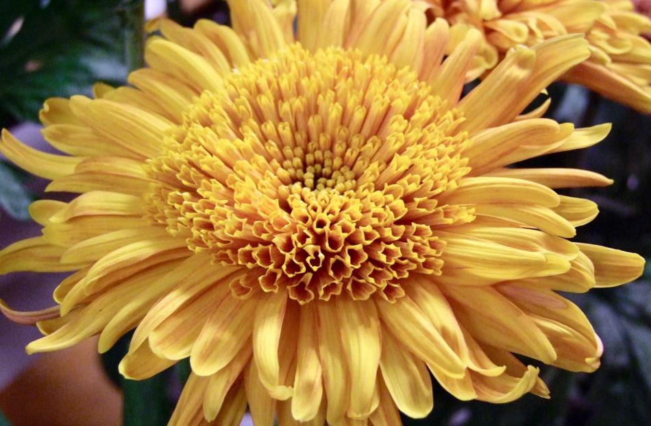 "Cloverlea Companion" is an anemone type of chrysanthemum.